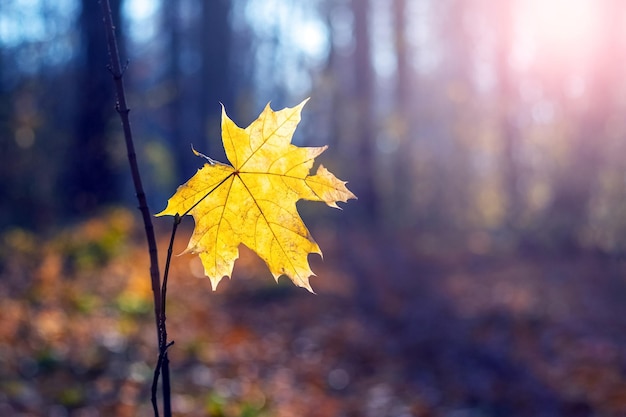 Eenzaam geel esdoornblad in het herfstbos bij zonnig weer