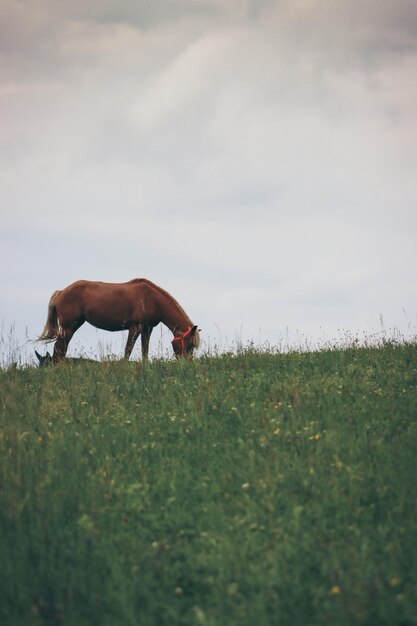 Foto eenzaam paard.