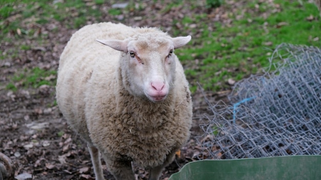 Eenzaam wit wollig schaap met oren terug op een boerderij