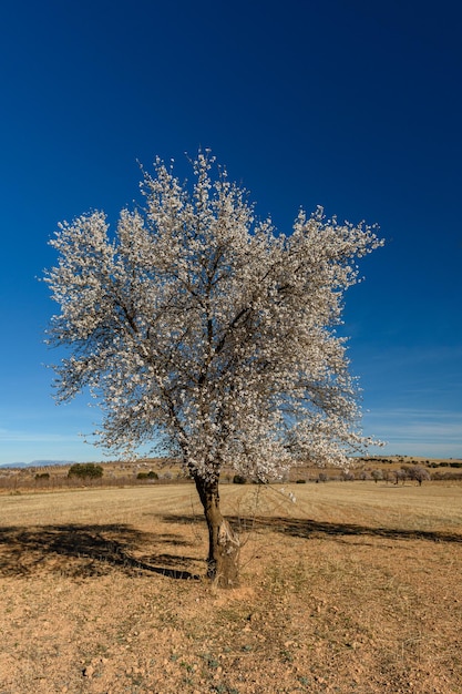 Eenzame amandelboom in volle bloei tegen de blauwe lucht