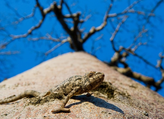 Eenzame baobab op de hemelachtergrond in Madagaskar