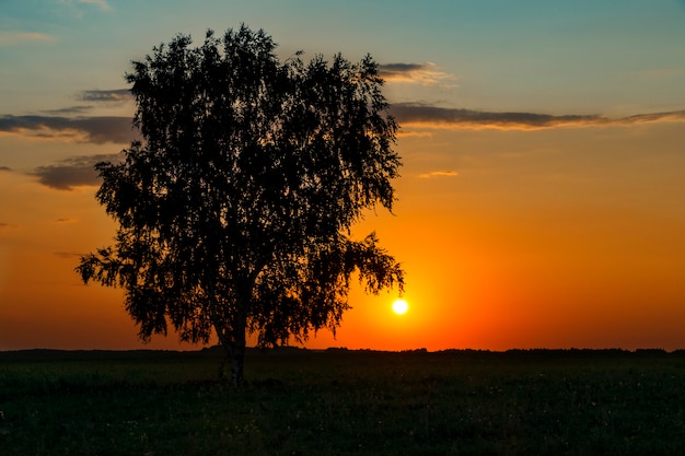 Eenzame berk in het veld