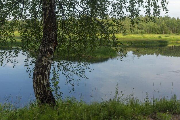 Eenzame berk op de oever van de rivier Zonnige zomerdag