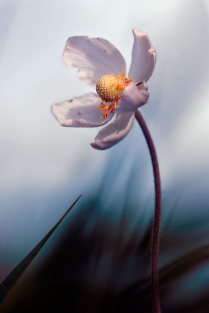 Eenzame bloem op het gebied bij zonsondergang