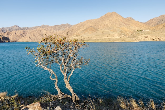 eenzame boom aan de oever van de rivier de Naryn, de rivier de Naryn in het Tian Shan-gebergte, Kirgizië