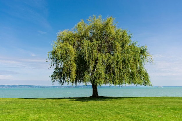 Eenzame boom aan het meer, prachtig zomerlandschap