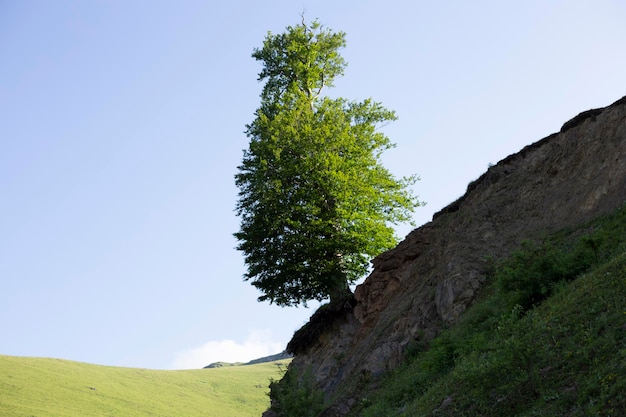 Eenzame boom die op de top van de rots groeit