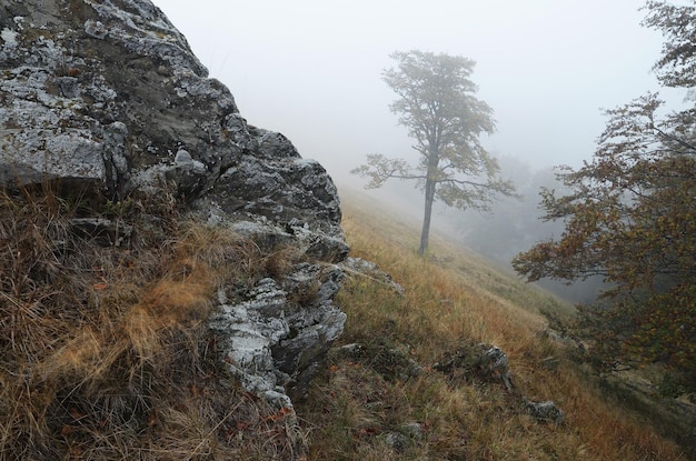 Eenzame boom in de mist. Herfstlandschap in de bergen met rotsen en bossen. Het is een vervelende dag. Karpaten, Oekraïne, Europa