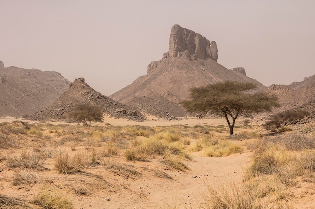 Eenzame boom in de Saharawoestijn