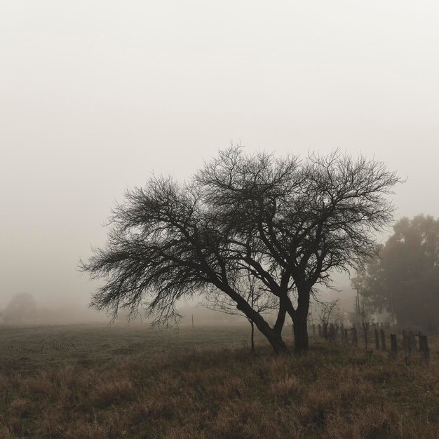 Eenzame boom in dichte mist bij dageraad in Pampas Landschap La Pampa Provincie Patagonië Argentinië