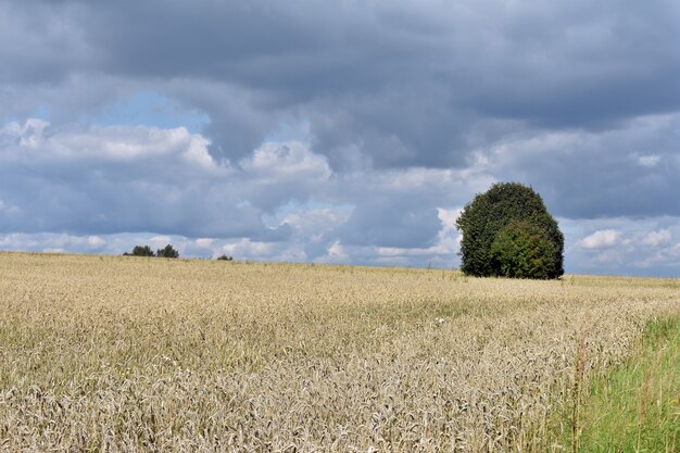 Eenzame boom in geel veld