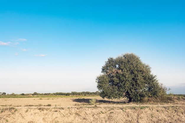 Eenzame boom in het boerenveld