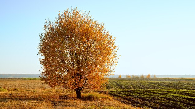 Eenzame boom in het veld bij zonsondergang