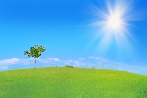 Eenzame boom in het veld met groen gras