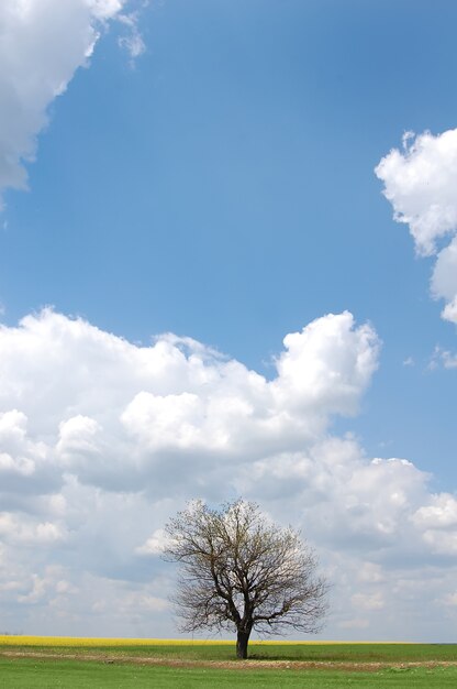 eenzame boom op het platteland