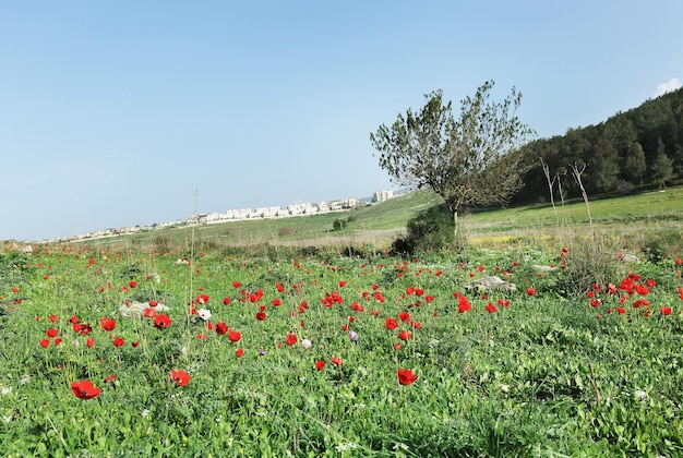 Eenzame boom op het veld met rode anemonen