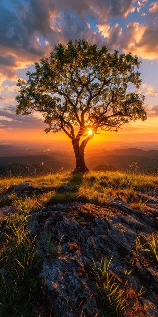 Eenzame boom op Rocky Hilltop bij zonsondergang