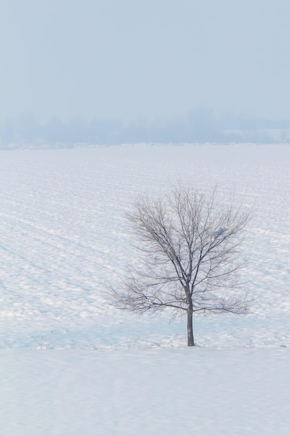 Eenzame boom staande op een veld met sneeuw Winterlandschap.