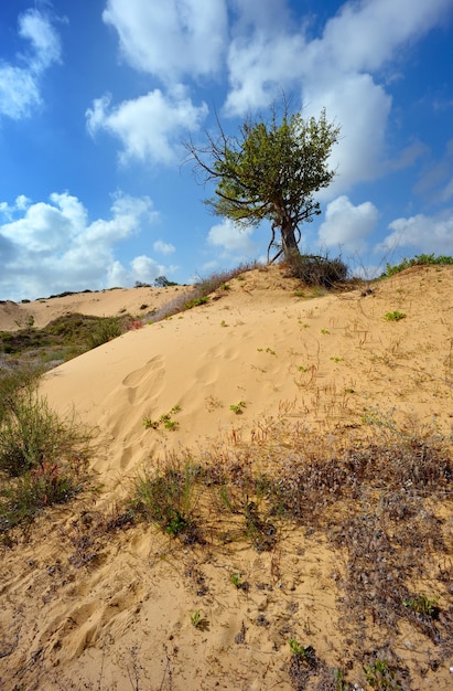 Eenzame boom tussen het zand