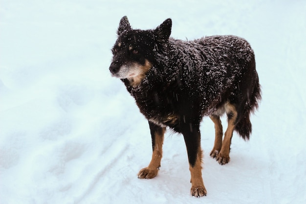 Eenzame dakloze hond in de winter