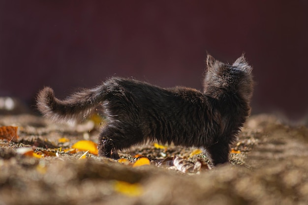 Eenzame dakloze kat Straatkat in de zonnige dag