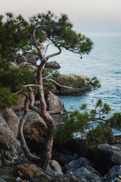 Eenzame dennenboom op de rotsachtige kust