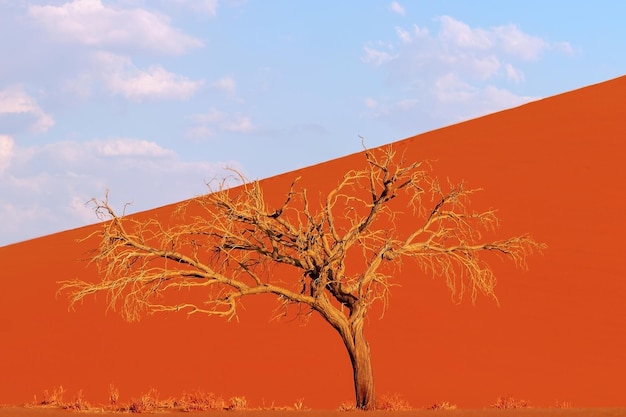 Eenzame dode boom in de Namib-woestijn