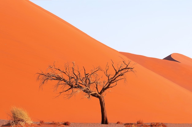 Eenzame dode boom in de Namib-woestijn