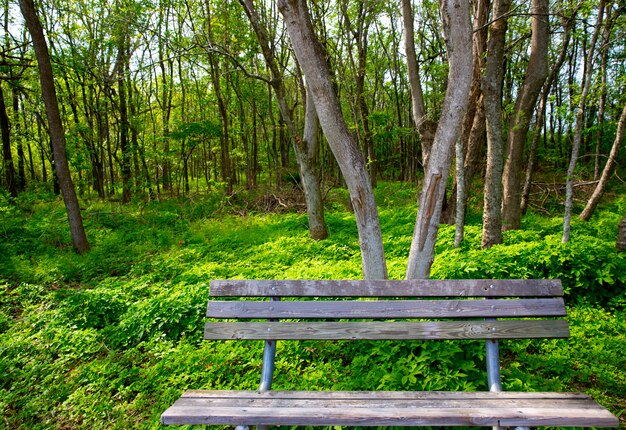 Eenzame doorstane bank bij het wildernis bospark