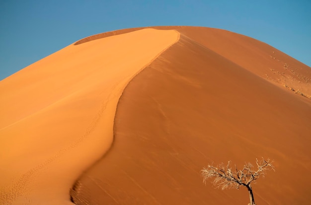 Eenzame droge boom staat in het midden van de Namib-woestijn naast een zandduin van Sossusvlei