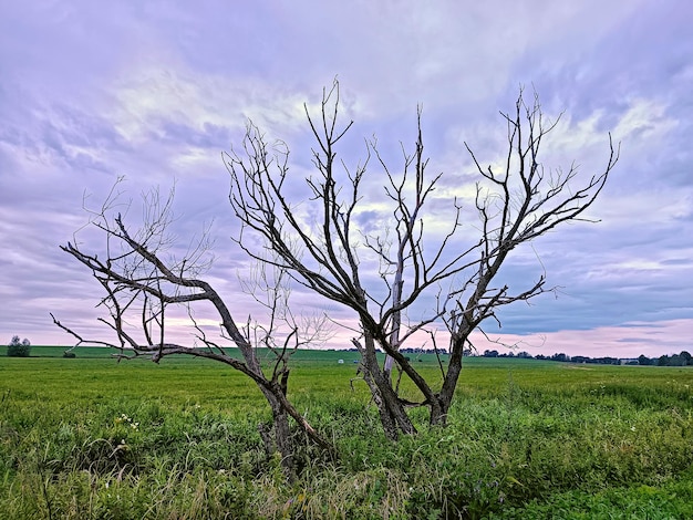 Eenzame droge dode boom Storm Regenachtig weer Zomer bewolkte lucht