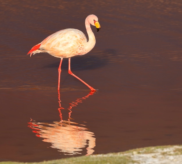 Eenzame flamingo en zijn spiegelbeeld in Laguna Colorada in Potosi, Bolivia