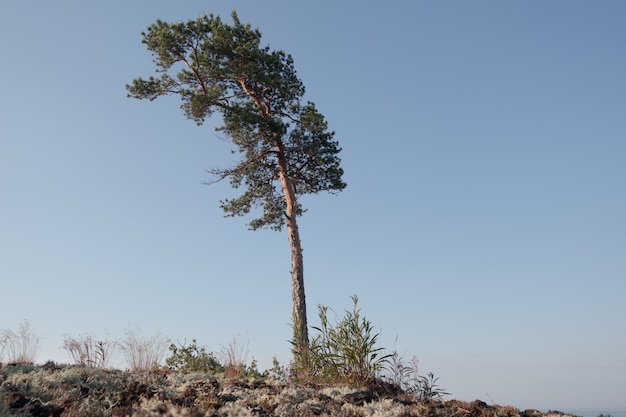 Eenzame gebogen dennenboom op de heuvel