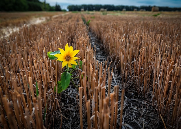 Eenzame gele zonnebloem staat in een tarweveld bij zonsondergang