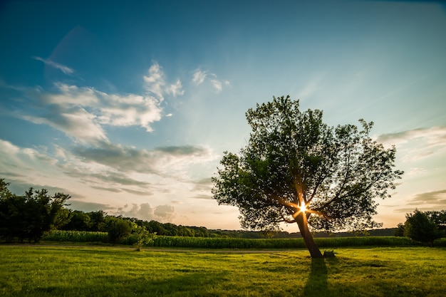 Eenzame groene boom op zonsondergang, zomerlandschap