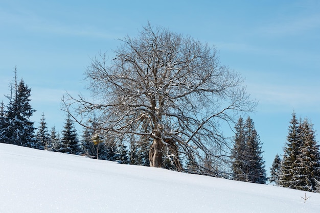 Eenzame grote boom op de winter besneeuwde bergplateau heuvel helling