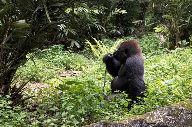 eenzame grote gorilla