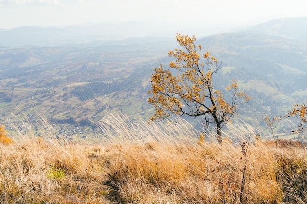 Eenzame herfstboom tegen dramatische mistige grijze lucht in de bergen