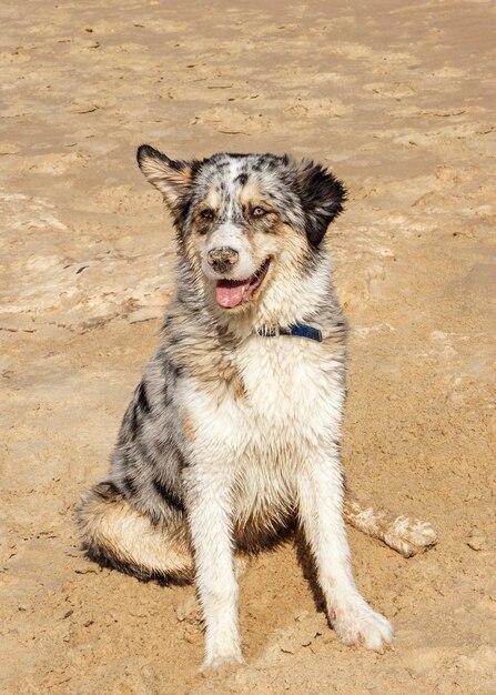 Eenzame hond op het zand