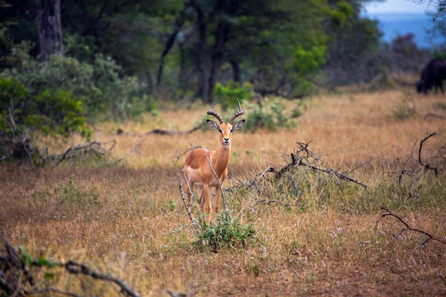 Eenzame impala in safaripark in afrika
