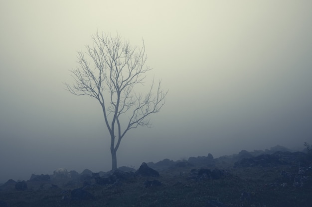 Eenzame kale boom en witte koe in melkachtige mist op rotsachtige hellingen bij Aquismon, Huasteca Potosina, Mexico