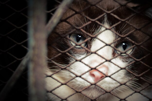 Eenzame kat in de metalen kooi