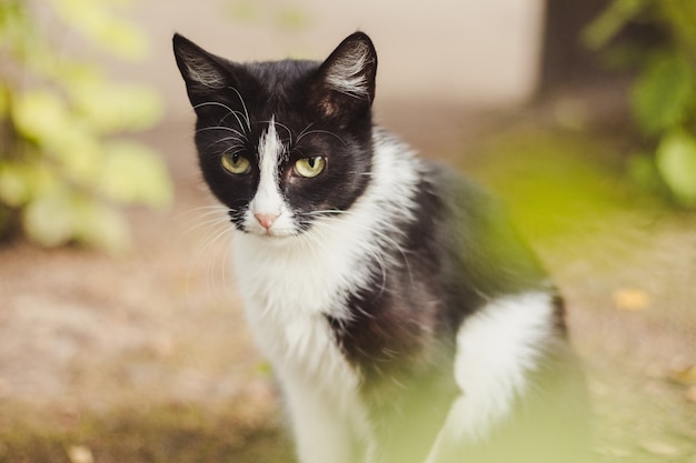 Eenzame kat zit en kijkt