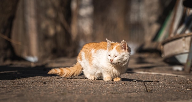 Eenzame kleine kitten zoekt naar voedsel Verdwaalde en dakloze dieren zonder warme achtergrondfoto van de thuisstraat