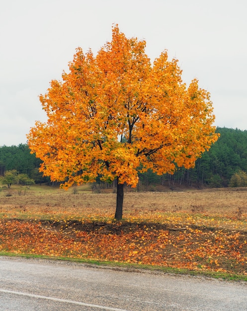 Eenzame kleurrijke boom en weg. Mooie herfsttijd.