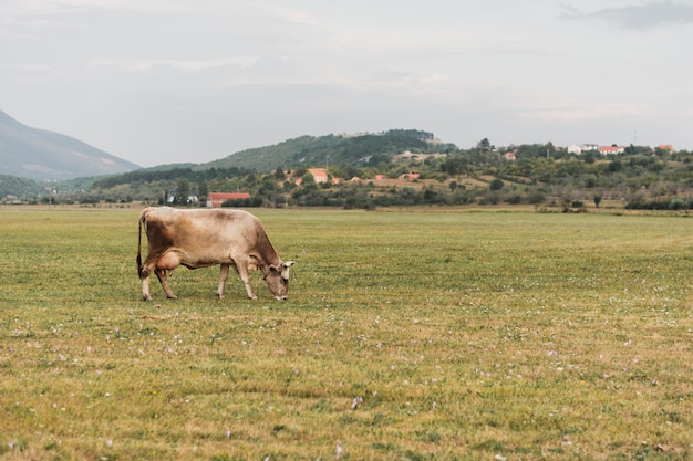 Foto eenzame koe grazen in het veld