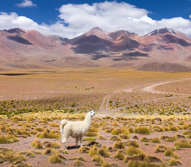 Eenzame lama staat bij vulkanen Herfstwoestijn in de Boliviaanse Altiplano Zuid-Amerikaplan