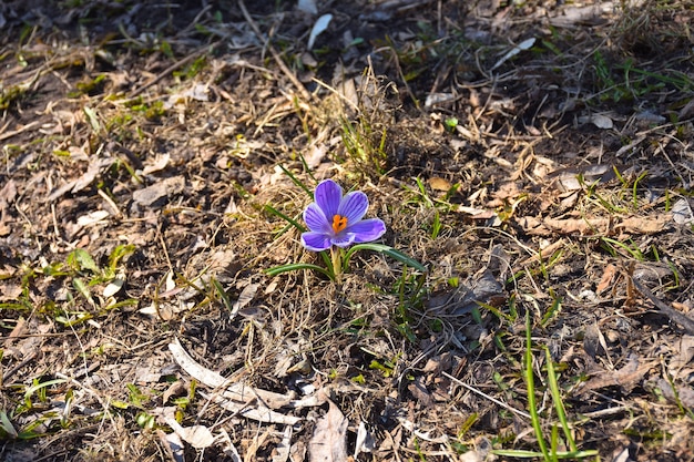 Eenzame lente blauwe krokus close-up