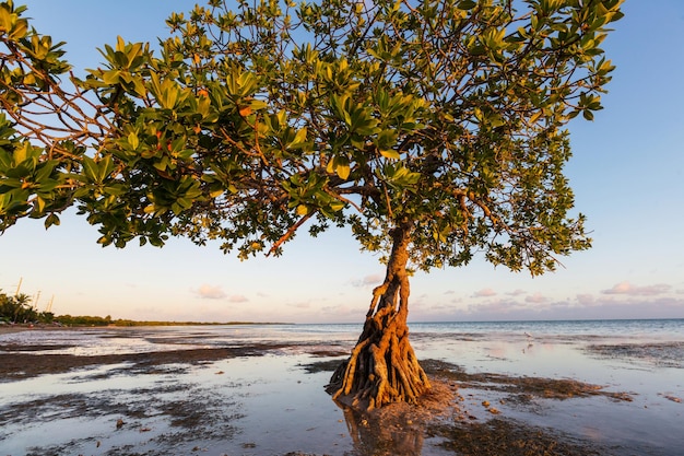 Eenzame mangroveboom aan de kust van Florida