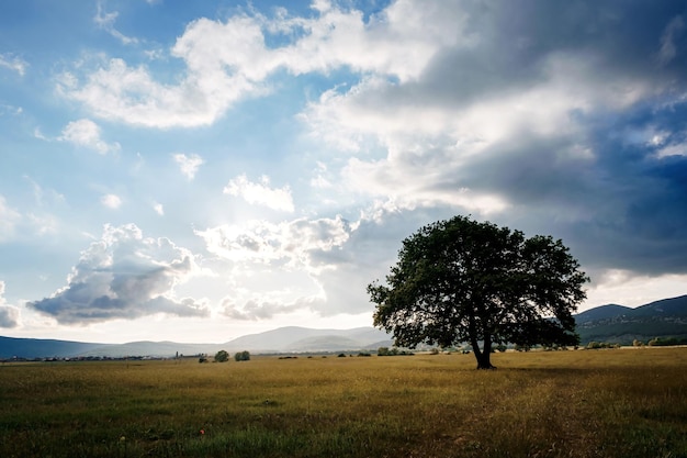 Eenzame oude eik in een veld bij de lentezonsondergang